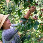 MAC Recommends More Flexibility for UK Seasonal Worker Visa